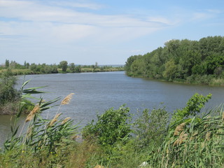 summer landscape with a view on the nature of the river and reeds