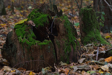 Naklejka na ściany i meble Rotten stump covered with green moss in the forest