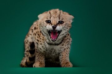 Serval