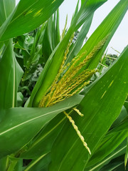 Corn flower tassel sway in the late summer breeze. Green corn field