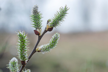 The first signs of spring are willow buds.