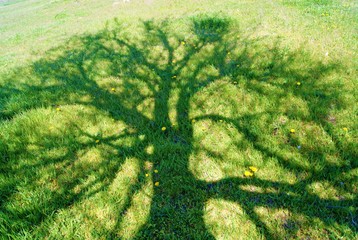 tree shadow on green grass SONY DSC