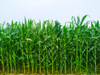 Corn flower tassel sway in the late summer breeze. Green corn field