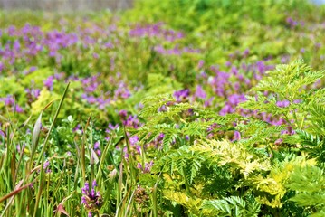 purple flowers in green grass SONY DSC