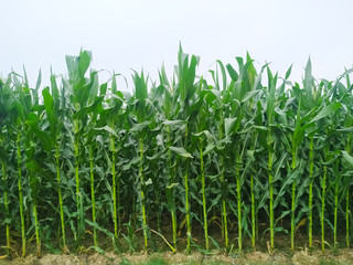 Corn flower tassel sway in the late summer breeze. Green corn field