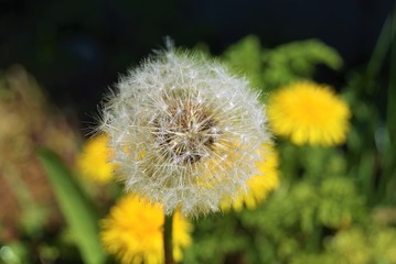 white blowball and yellow dandelions SONY DSC