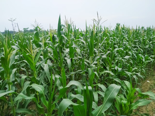 Corn flower tassel sway in the late summer breeze. Green corn field