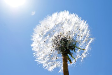 white dandelion against the sky SONY DSC