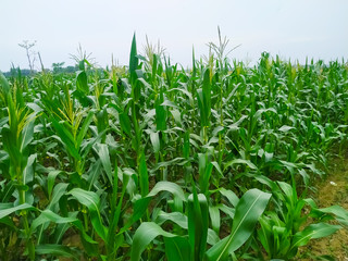 Corn flower tassel sway in the late summer breeze. Green corn field