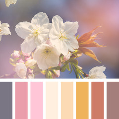 Cherry blossom in sunlight palette