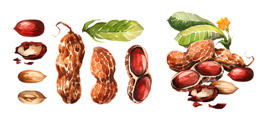 Peanut. Hand drawing-watercolor. It can be used for postcards, stickers, encyclopedias, menus, ingredients of dishes. Style design for the label, cover, prints for some surfaces.