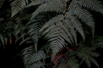 Naklejka na ściany i meble Blurred green leaf at the forest. Abstract background