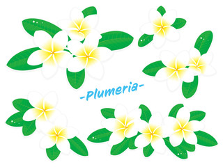白いプルメリアの花のベクターイラストセット