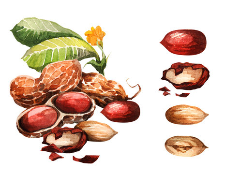 Peanut. Hand drawing-watercolor. It can be used for postcards, stickers, encyclopedias, menus, ingredients of dishes. Style design for the label, cover, prints for some surfaces.