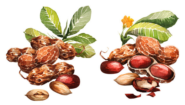 Peanut. Hand drawing-watercolor. It can be used for postcards, stickers, encyclopedias, menus, ingredients of dishes. Style design for the label, cover, prints for some surfaces.