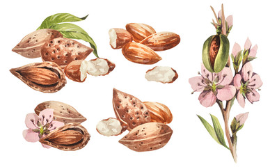 Almond. Hand drawing-watercolor set. It can be used for postcards, stickers, encyclopedias, menus, ingredients of dishes. Style design for the label, cover, prints for some surfaces.