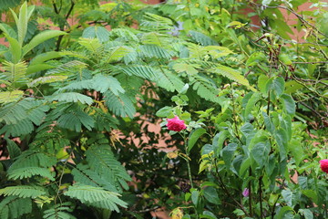 paysage d'un jardin  au printemps 