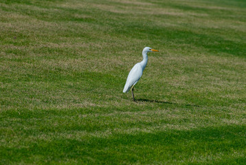 great white heron on the grass