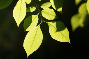 Summer leaf