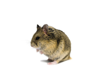 Dwarf hamster on white background