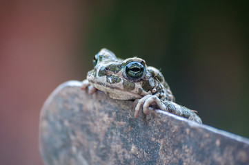 frog