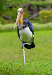stork in the grass