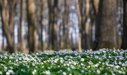 In oak forest the beautiful anemone nemorosa is blooming. Bokeh tree on background. Perfect...