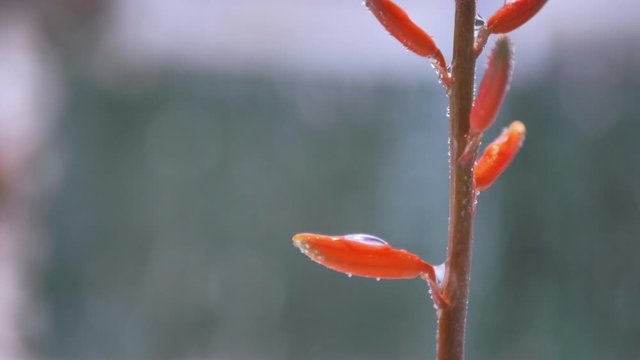 Macro de flor roja espigada de cactus lloviendo y goteando en c&aacute;mara lenta