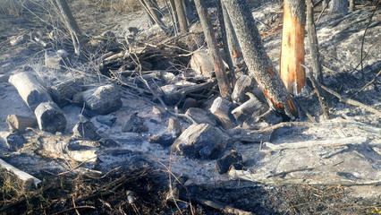 Burnt trees