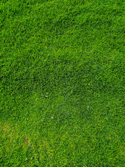 Fototapeta premium green grass background