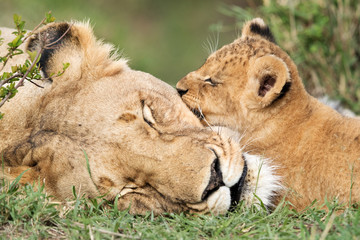 Fototapeta na wymiar Lioness and her cub sleeping, Masai Mara