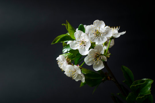Close up photo of plum branch with blossom flowers