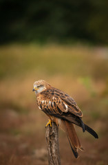 Red Kite, Milvus milvus, perched on old fence post