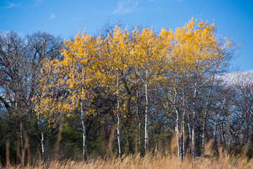 Birch trees in the autumn