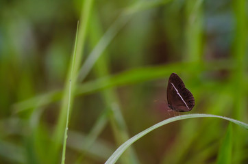 brown butterfly on the grass