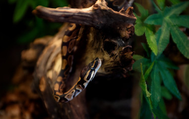 snake
