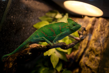 chameleon on a branch