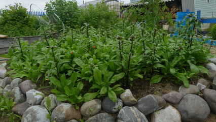 flowers in the garden