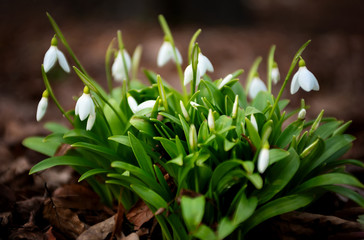 snowdrops in spring