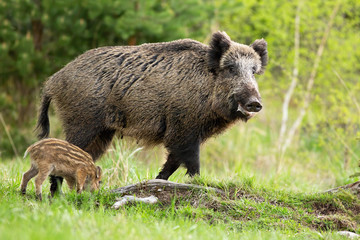 Happy wild boar, sus scrofa, mother and little striped piglet grazing on glade in spring nature. Positive scenery from wilderness with animal wildlife. Young baby mammal feeding on green grass .
