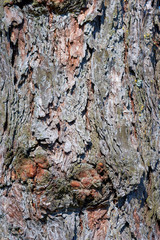 Tree disease, cancer, Canker, on the trunk of an old maple, forest