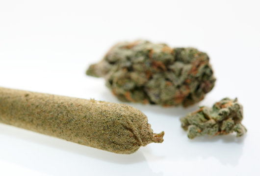 Alternative medicine close up on kief joint with marijuana  CBD buds on white background