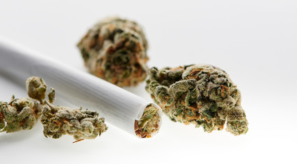 Alternative medicine hand rolled joint and CBD buds on white background