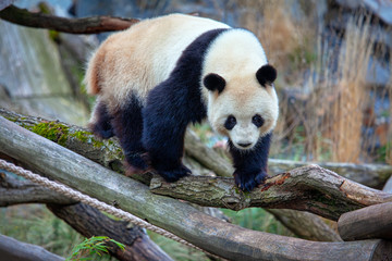 adorable panda on the branches