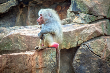 thoughtful male of Hamadryas Baboon standing on the rock