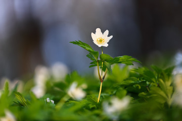 White flowers of Anemone nemorosa with the blurred background of trees. Spring sunny day. Majestic nature bokeh. Oak forest. Location place Ukraine, Europe.