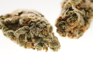 Alternative medicine close up CBD buds on white background