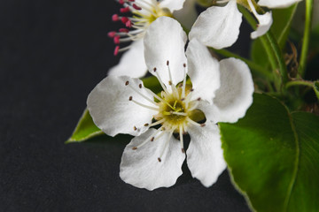 Close up photo of pear branch with blossom flowers