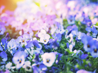 Close up purple pansy flowers field