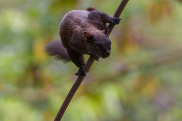 Baumörnchen © Heiko Köhrer-Wagner